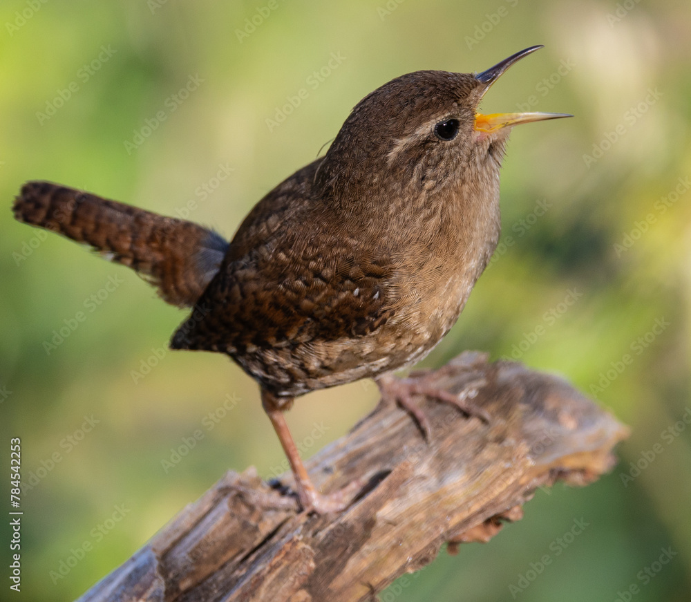 Fototapeta premium Eurasian Wren, very small and spectacular bird making its nest in the spring!