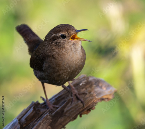 Eurasian Wren, very small and spectacular bird making its nest in the spring!