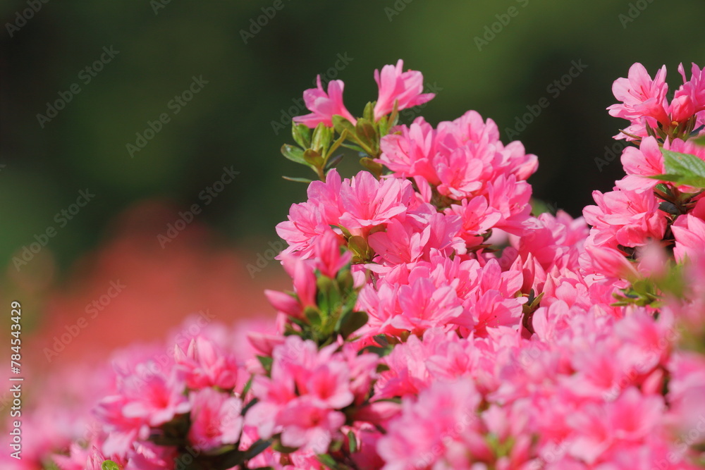 Obraz premium クルメツツジ