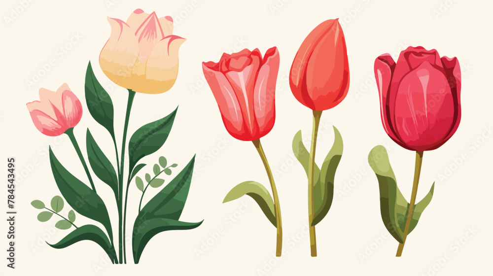 Tulip and rose flowers on white background rose and