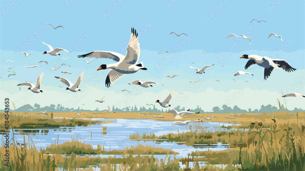 Tundra swans and Canadian Geese at a migration patt