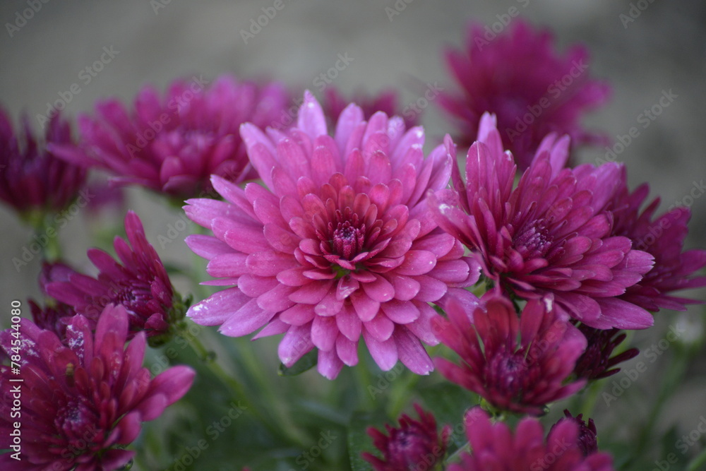 Lila Blütenpracht: Rosa-violette Chrysanthemen im Garten Lila Blütenpracht: Rosa-violette Chrysanthemen im Garten