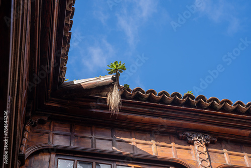 Aeonium urbicum (Saucer Plant) growing on roof in Tenerife, Canary islands photo