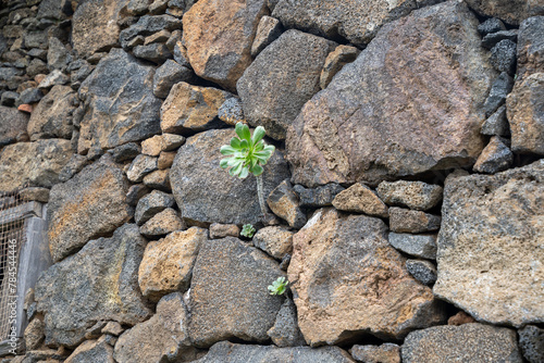 Aeonium urbicum (Saucer Plant) growing on stone wall in Tenerife, Canary islands photo