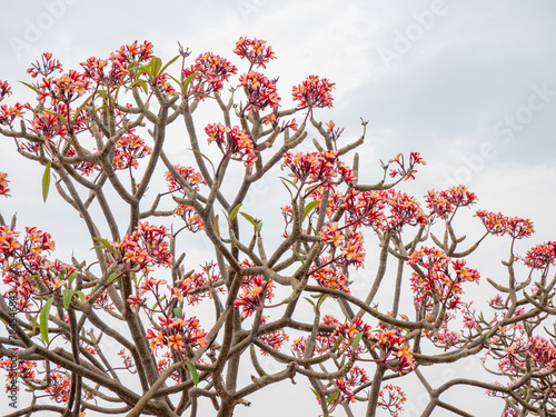 Wallpaper Mural Plumeria flowers beautiful flowers in the garden ,white flower asian,  frangipani flower, leelawadee Torontodigital.ca