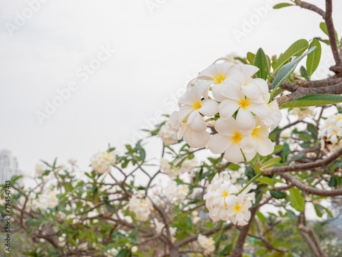 Plumeria flowers beautiful flowers in the garden ,white flower asian, frangipani flower, leelawadee