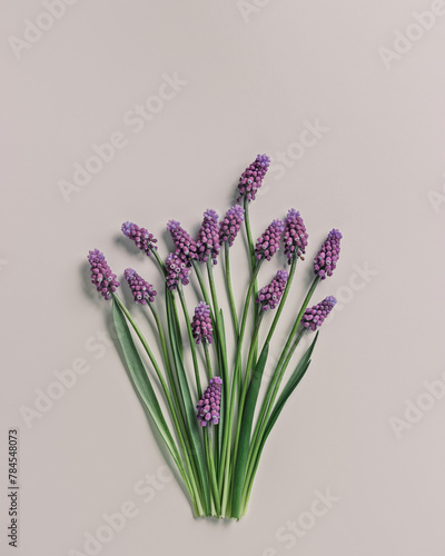 Spring floral pattern, Grape hyacinth Muscari flowers. Purple muscari bouquet. Minimal nature flowery still life, blooming plant on beige background. Spring seasonal styling, flat lay