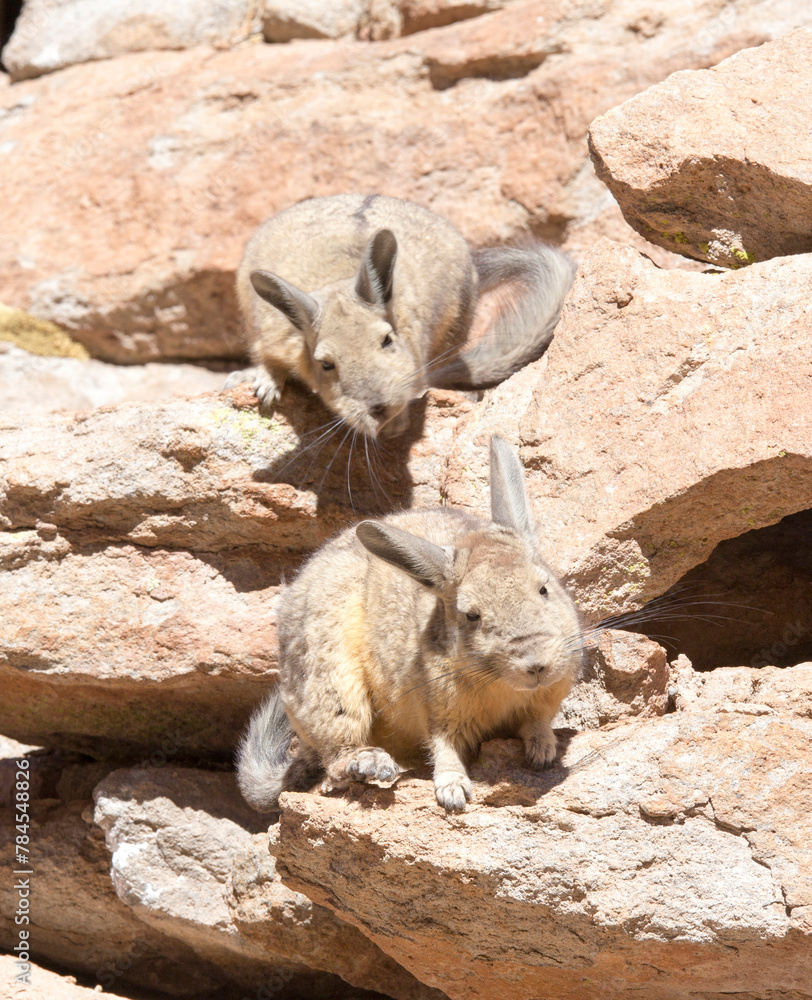 Naklejka premium Close photo of southern viscacha