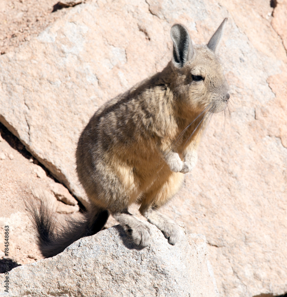 Fototapeta premium Close photo of southern viscacha
