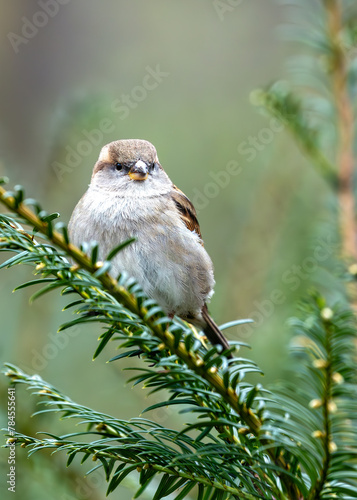 Photography House Sparrow (Passer domesticus) - Found worldwide