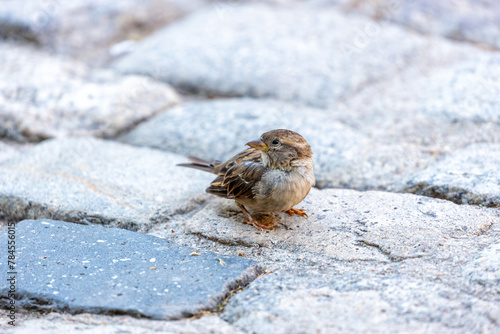 Photography House Sparrow (Passer domesticus) - Found worldwide