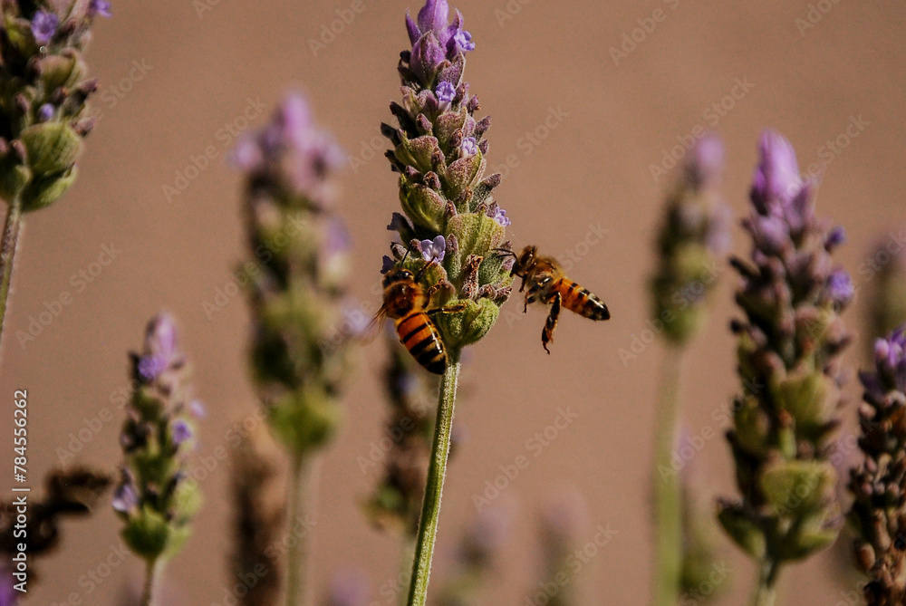 Fototapeta premium Abejas polinizando