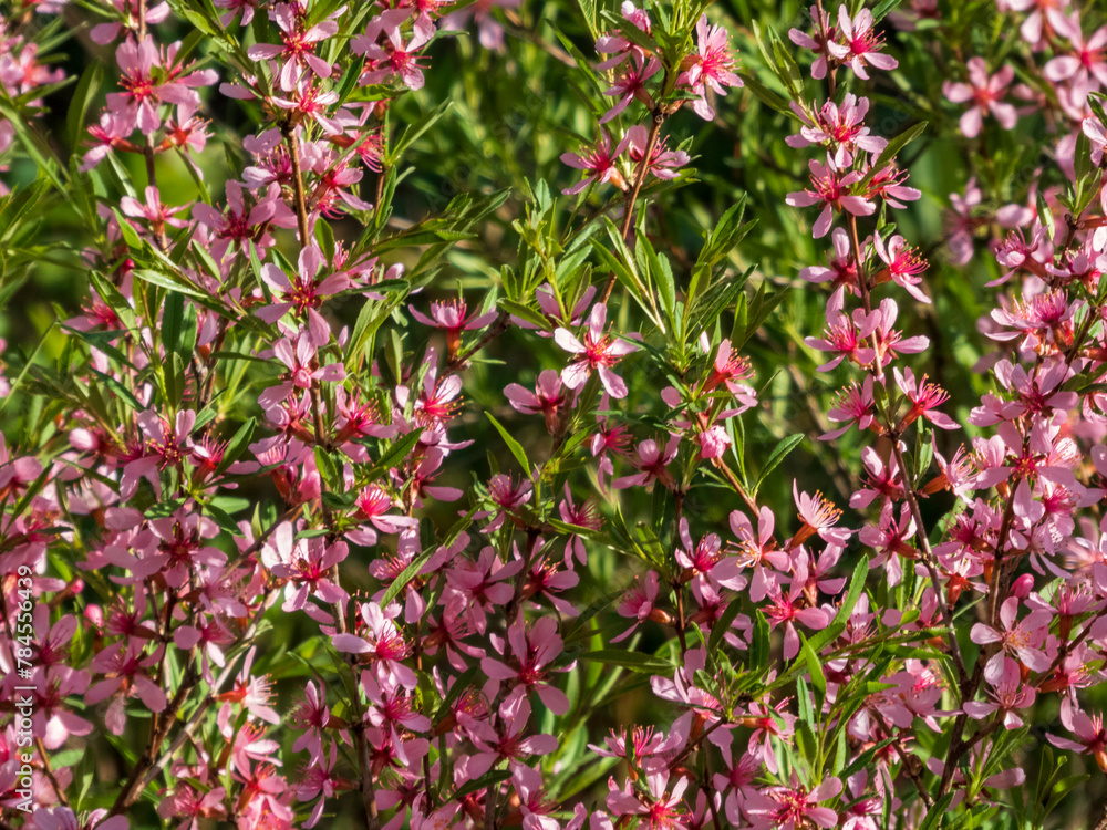 pink flowers in the garden pink flowers in the garden