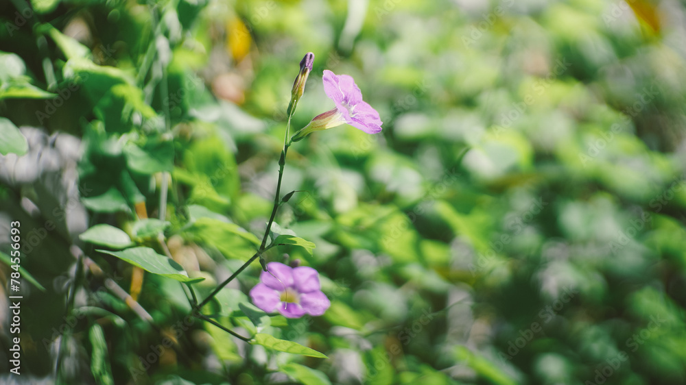 Close up shot of tiny purple wild flowers Close up shot of tiny purple wild flowers
