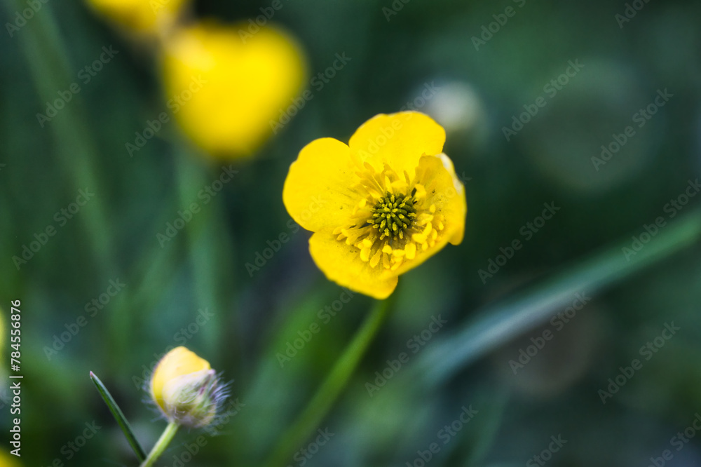 yellow flower in the garden: closeup photography on blurred background yellow flower in the garden: closeup photography on blurred background