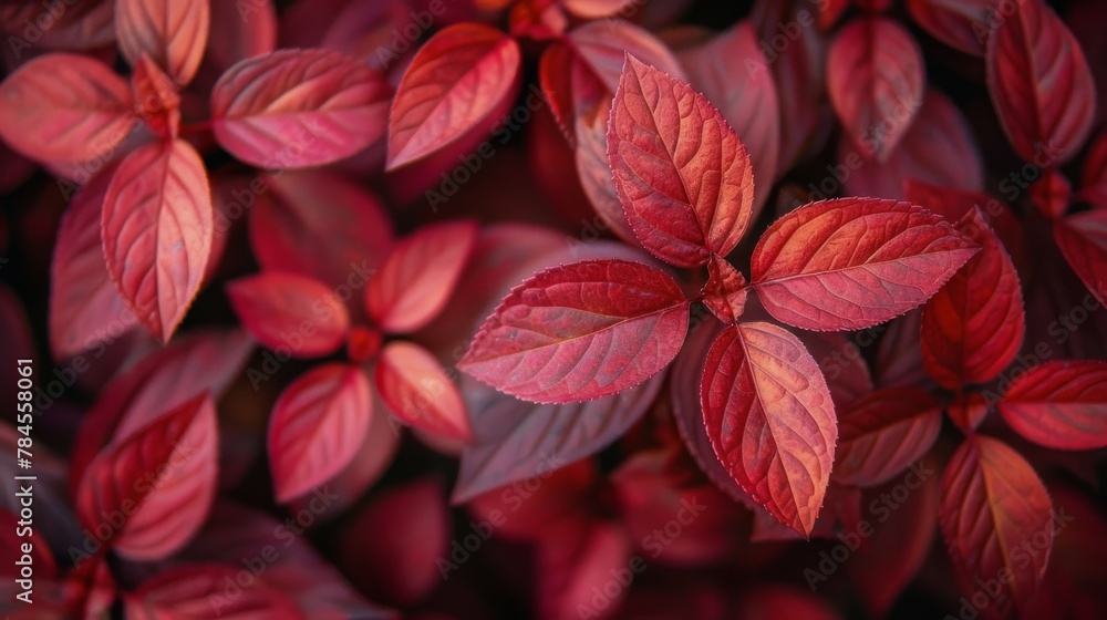 Red Leaves Floating in the Air