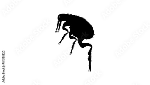 Cat flea, black isolated silhouette