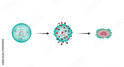 Oxidative stress. Free radicals cause oxidation of the cellular membrane proteins and lipids, and damage of the cellular components. vector illustration photo