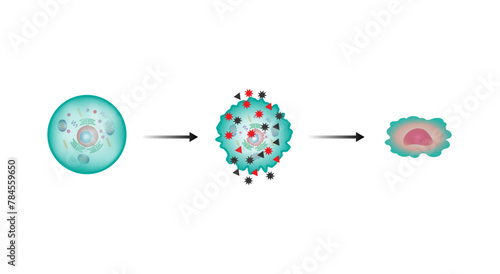 Oxidative stress. Free radicals cause oxidation of the cellular membrane proteins and lipids, and damage of the cellular components. vector illustration