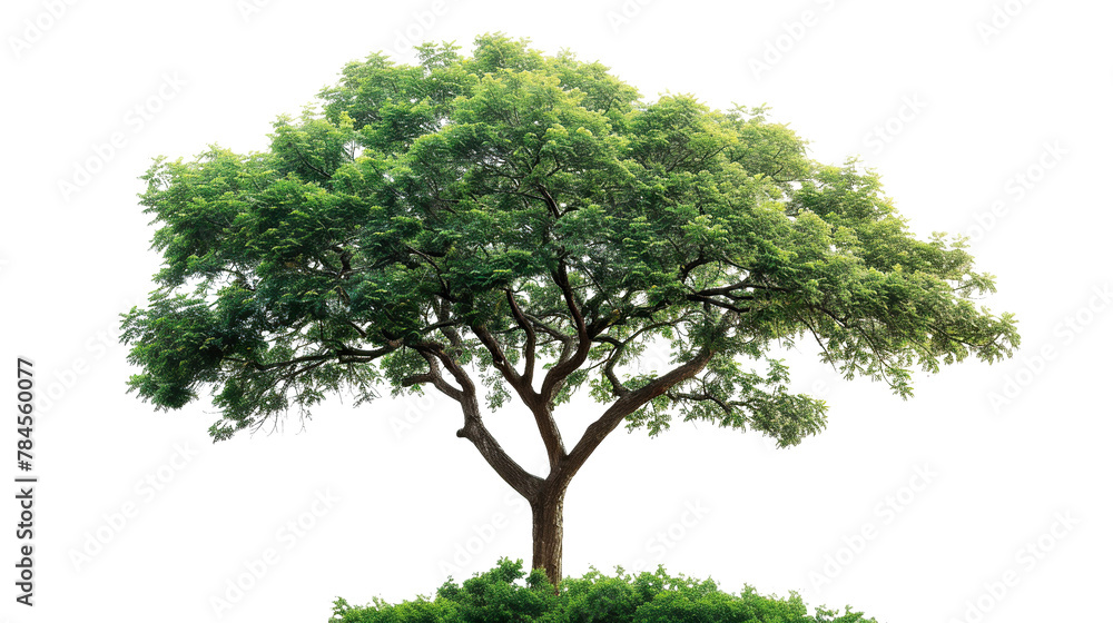 Obraz premium a tree on a white background