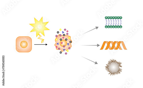 Oxidative stress. Free radicals cause oxidation of the cellular membrane proteins and lipids, and damage of the cellular components. vector illustration