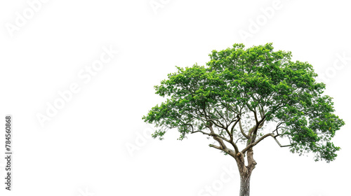 a tree on a white background