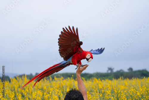 Scarlet Macaw free flying on the sky 