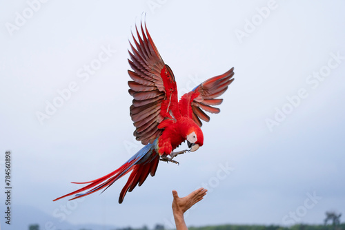 Scarlet Macaw free flying on the sky  © Sanit