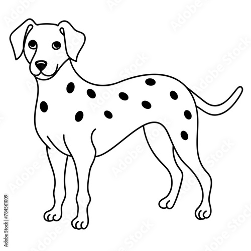 dalmatian