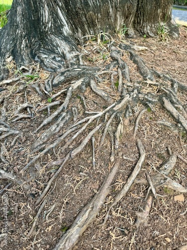 roots in the sand
