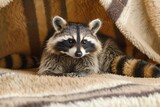 A raccoon simplifying life by decluttering, embodying the minimalist lifestyle with only essentials in its cozy den