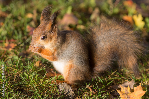 portrait of a squirrel in autumn