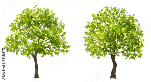 Vector watercolor green tree or forest side view isolated on white background for landscape and architecture drawing,elements for environment or garden,botanical element for exterior section in spring