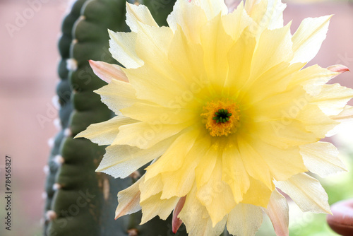 A beautiful blooming Echinocereus subinermis Cactus plant with its open yellow flower, a burst of colour