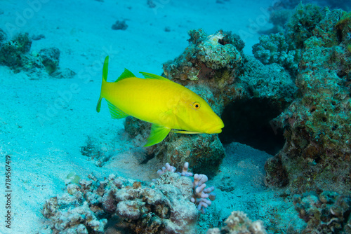 Yellow fish swimming in blue water