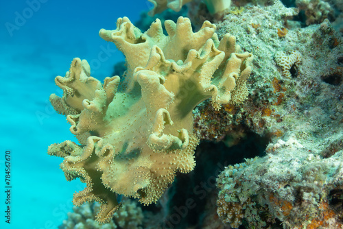 Sacrophyton coral on a reef photo