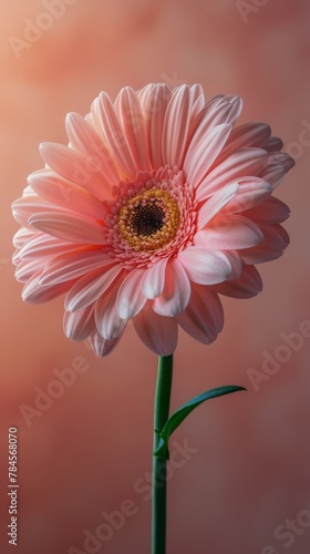 Pink Flower With Green Stem on Pink Background