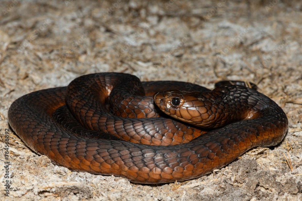Obraz premium A highly venomous Anchieta’s Cobra (Naja anchietae) active in the wild during dusk
