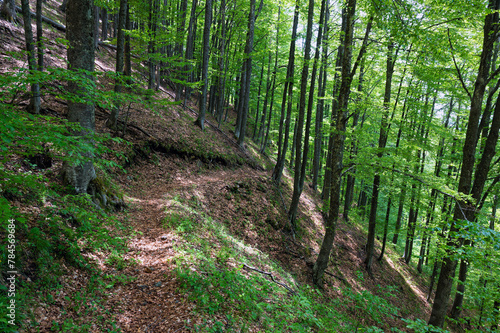 Hiking trail in a forest of Mount Rodopi in Thrace, Greece in spring.