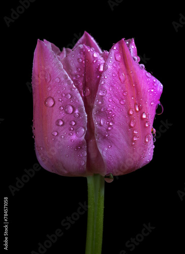 pink tulip in dew drops isolated on black