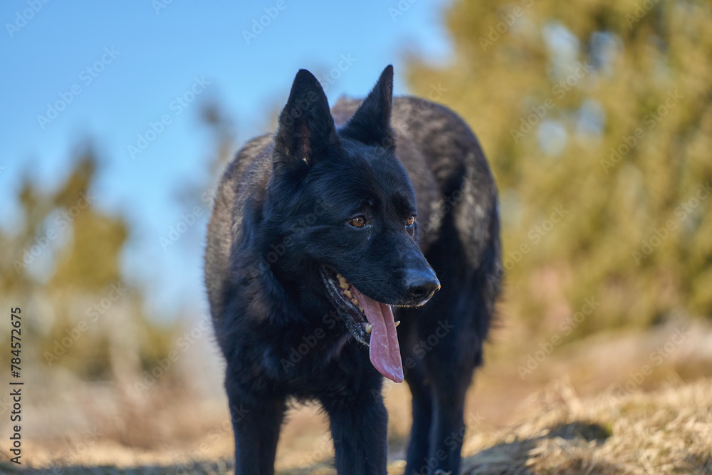 Beautiful black male German Shepherd dog on a sunny spring afternoon in a meadow in Skaraborg Sweden Beautiful black male German Shepherd dog on a sunny spring afternoon in a meadow in Skaraborg Sweden