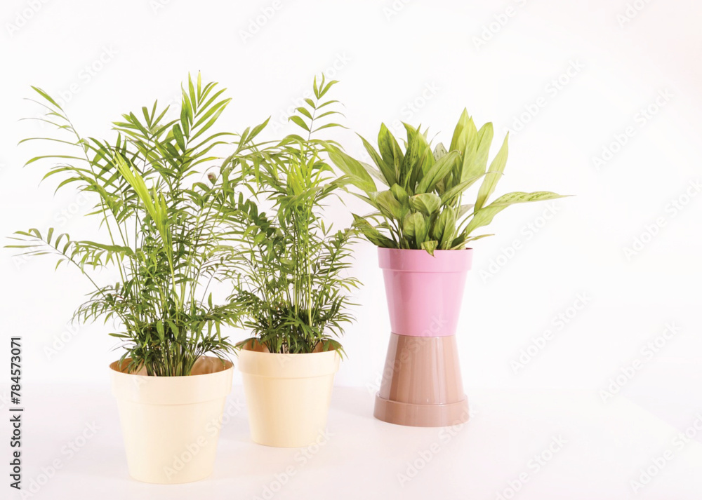 Potted plants thrive in lush foliage, featuring fresh flowers and green foliage. Potted plants thrive in lush foliage, featuring fresh flowers and green foliage.