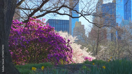 NEW YORK, NEW YORK USA – APRIL 7, 2024: Spring blossoms bloom which are Azalea, Magnolia and Yoshino Cherry in Central Park beside the Midtown Manhattan skyscraper in New York City. 