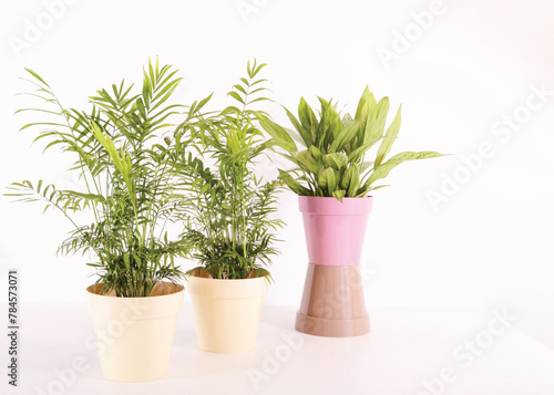 Potted plants thrive in lush foliage, featuring fresh flowers and green foliage.