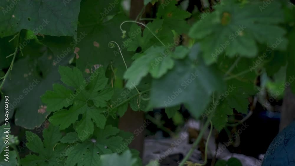 Momordica charantia L. A climbing bitter gourd plant moves and sways as the wind blows through it. The natural motion captures the resilience and flexibility of the plant as it grows, reflecting. Momordica charantia L. A climbing bitter gourd plant moves and sways as the wind blows through it. The natural motion captures the resilience and flexibility of the plant as it grows, reflecting.
