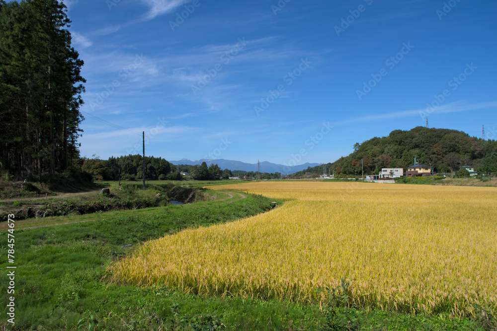 Obraz premium 日本米の稲穂