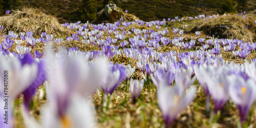 Panorama einer Blumenwiese mit Krokus in der Frühlingszeit