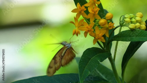 Close view of orange julia heliconian butterfly, moving around a flower in slow motion photo