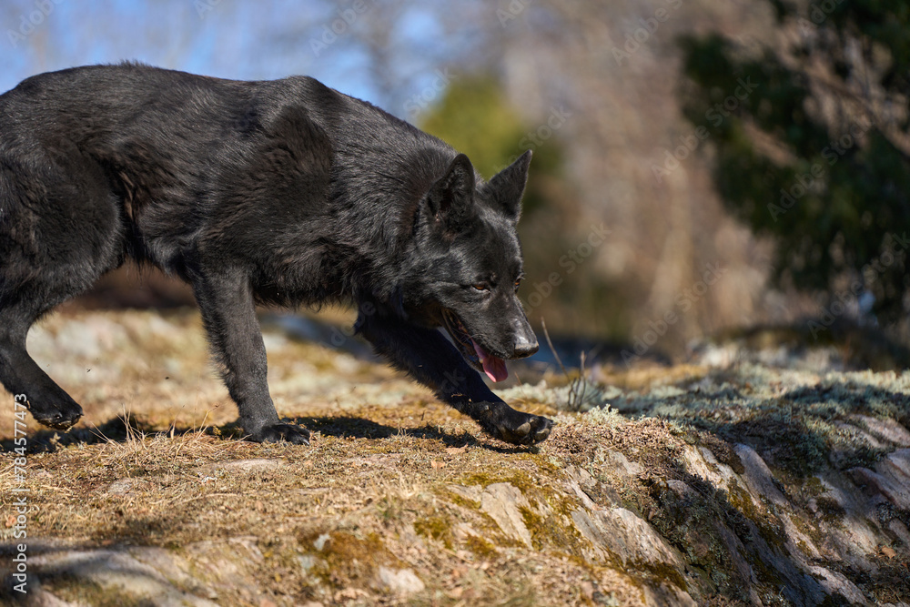Beautiful black male German Shepherd dog on a sunny spring afternoon in a meadow in Skaraborg Sweden Beautiful black male German Shepherd dog on a sunny spring afternoon in a meadow in Skaraborg Sweden