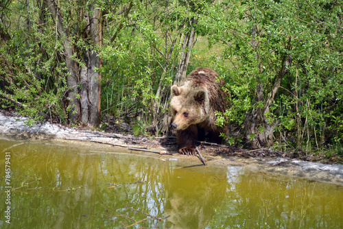 Brown bear peeks out of a bush